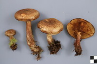 Paxillus involutus image